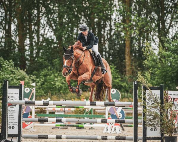 Hongre de 6ans par im spécial de muze x Ulak du chateau