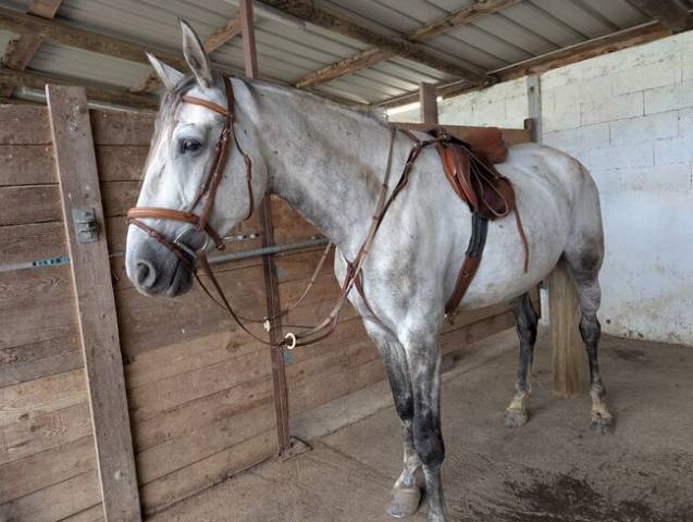 Modèle Sattel Prestige Sidney