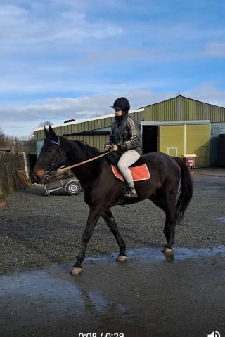 Magnifique hongre 8 ans noir super gentil