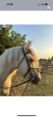 Bridon équipe emporio