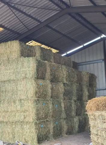 Foin et Paille de bonne qualité 