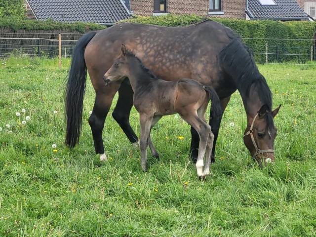 Jument à remettre en route après 2 poulains