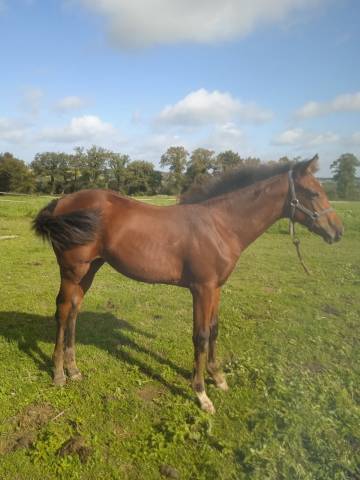 Vend très belle pouliche au sevrage