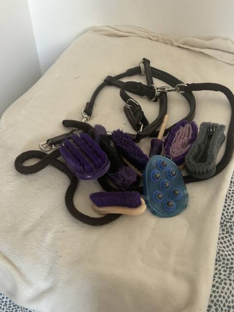 Licol + kit nettoyage offert 