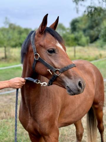 Muse du Valois ponette D new forest