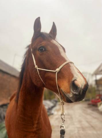 Pur sang anglo arabe 5 ans  