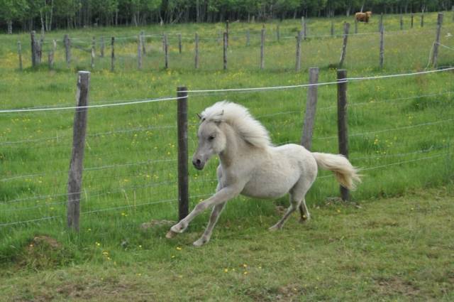 Poney à vendre