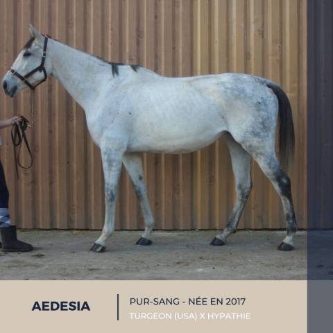 AEDESIA - PS - 8 ANS