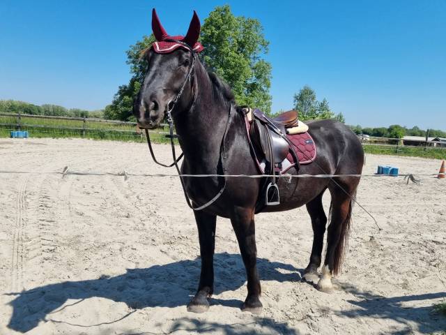 Vend CLARIDGE HOUSE Glossy Vernon Bridon avec Rênes et 