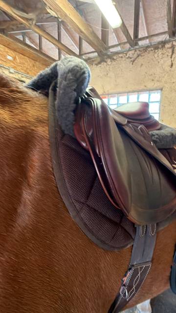 Selle Meyer 2024 - 17/4 siège creux - Marianne 