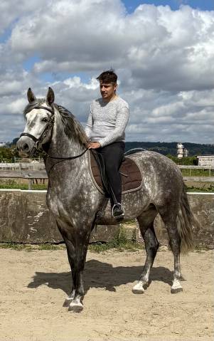 Magnifiques Hongre Pure Race Espagnol PP