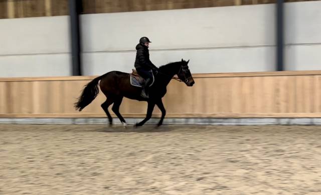 Jument pour sport ou &eacute;levage 