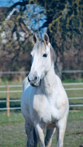 Hongre PRE de 10 ans a vendre