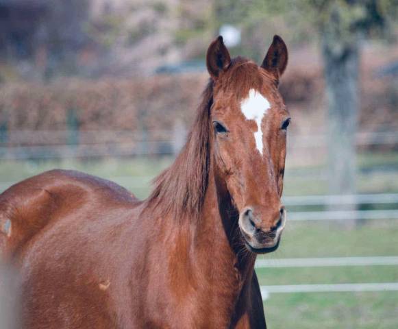 Jument alezane a vendre 