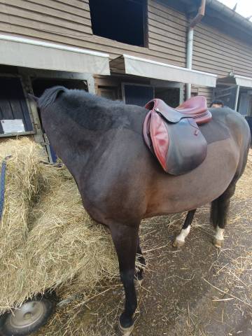 Selle cwd 18 pouce quartier 4 C 