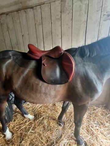 Selle cwd 18 pouce quartier 4 C 