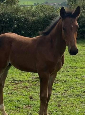 poulain sf par Halifax petit prix pour vente rapide 