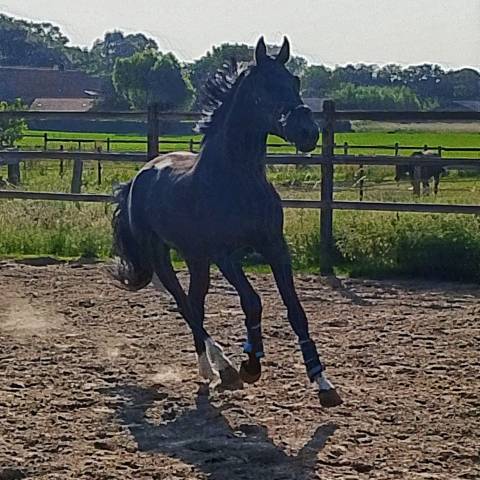 recherche des demi-pensionnaires pour mes chevaux