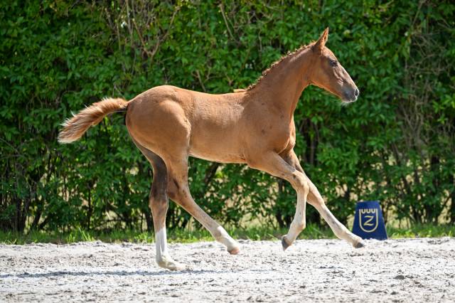 Très chic pouliche 2025