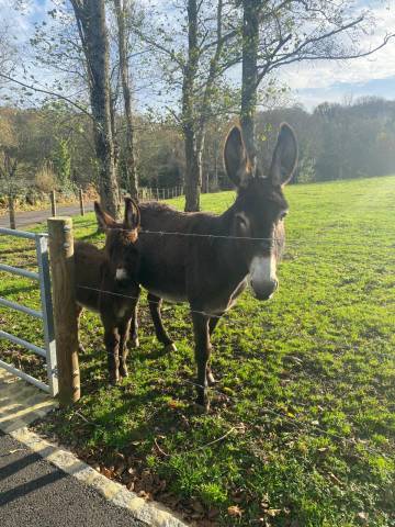 &Acirc;nesse normande 