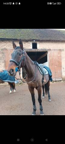 Filet anatomique + r&ecirc;nes 