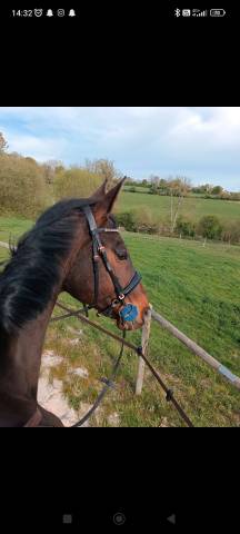 Filet anatomique + r&ecirc;nes 