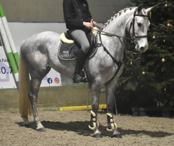 SUBLIME PONEY D CONNEMARA 