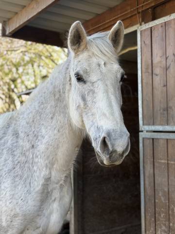 Poulini&egrave;re - cheval de compagnie