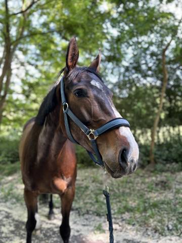 Jument 6 ans &agrave; vendre 