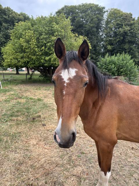 &Agrave; vendre &ndash; Ponette de 3 ans, pie baie