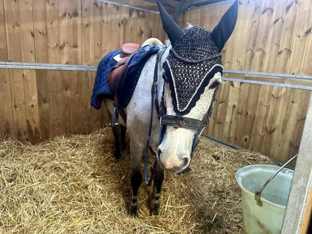 Bridon in horse we trust frontal disco vague parfait 