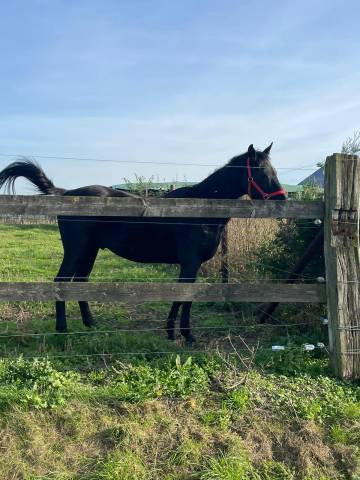 Cheval en demi pension ou a vendre