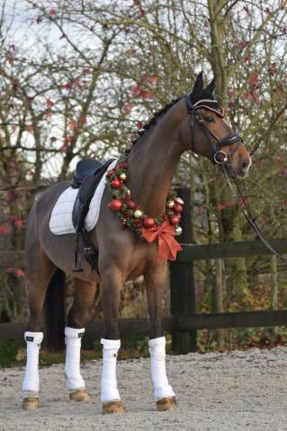 Hongre kwpn de 8 ans id&eacute;al CCE