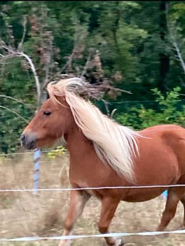 magnifique jument shetland 13 ans