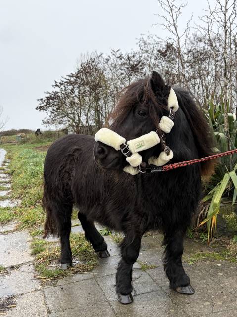 Jument shetland noire 