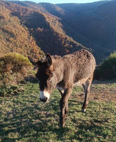 Loki - &acirc;ne commun 