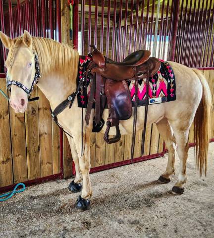 Selle western Continental X-Full Quarter 