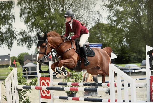 Hongre de 7 ans &agrave; vendre 