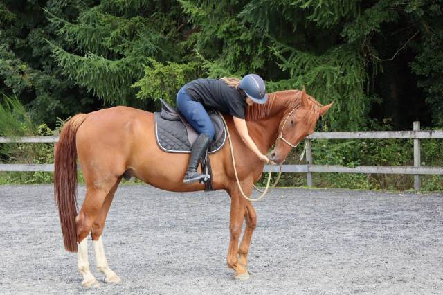 Selle wintec mixte 17,5 