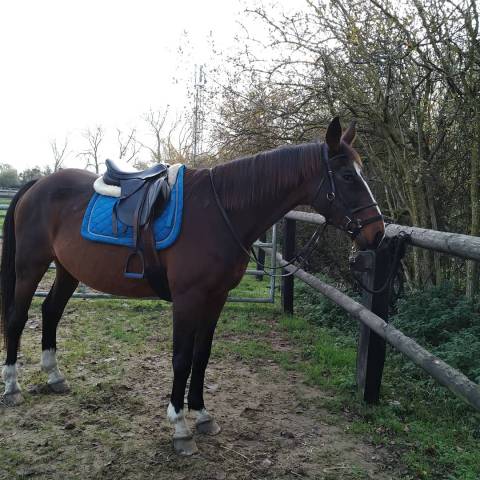 Selle &eacute;quitation Kent ans master 17'