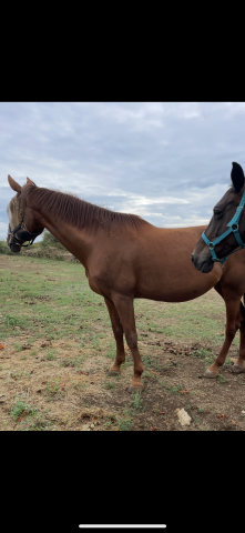 Poulini&egrave;re sf pleine 