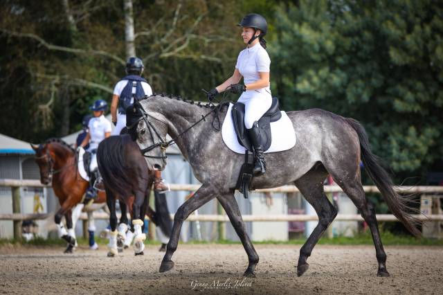 Selle de dressage antares 17p