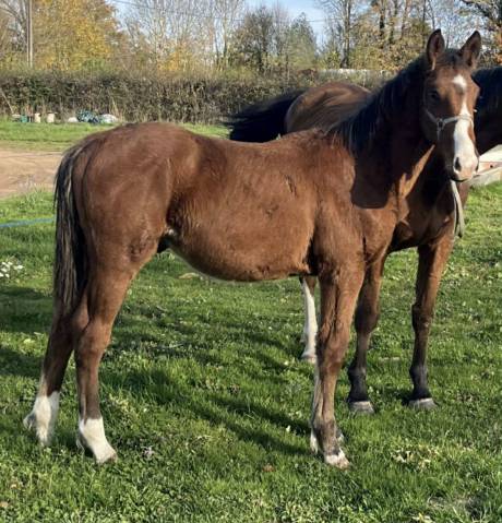 Poulain 2025 Itoki de riverland x cor de hus