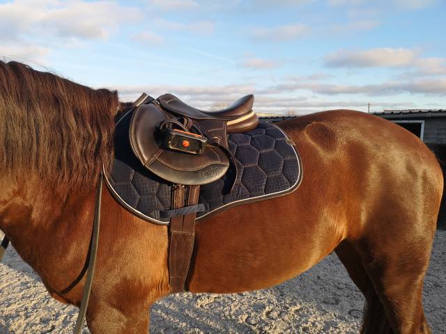 Selle ikonic jumping light 16,5 