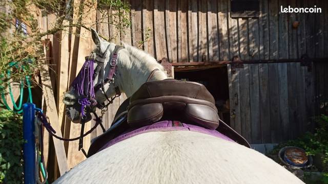 Selle obstacle P. Fontaine 17