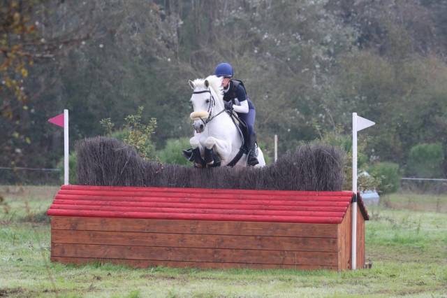 Hongre Connemara A vendre 2008 Gris par Eloy IV