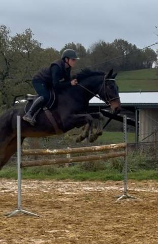 Jument CSO &agrave; vendre 