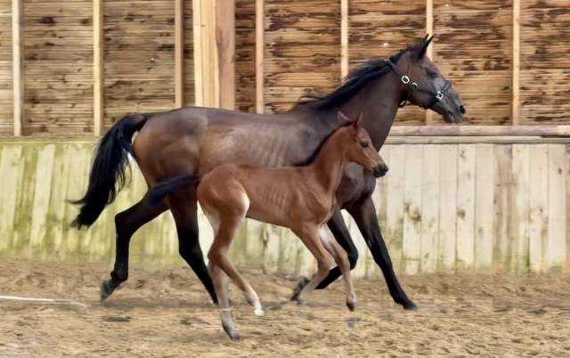 Pouliniere labeliss&eacute;e France Dressage /CDF