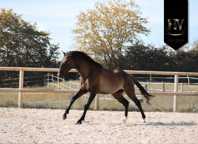 M&acirc;le kwpn Grullo par Inefavel x Dream Boy x Jonhson