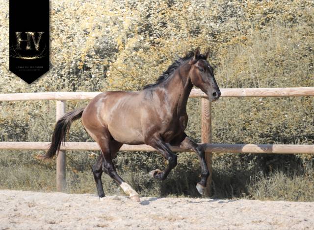 M&acirc;le kwpn Grullo par Inefavel x Dream Boy x Jonhson
